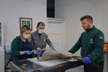 Yaralı Turna'ya İlk Müdahale Ormanya'da Yapıldı 