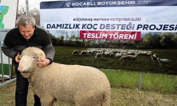 392 Damızlık Koç Teslim Edildi 
