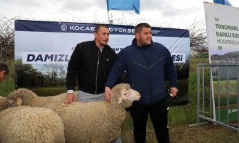 392 Damızlık Koç Teslim Edildi 