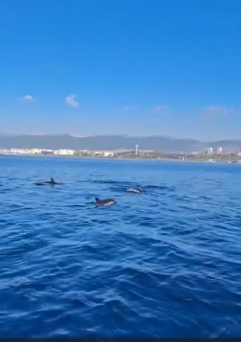 Körfez'de yunuslar dans ediyor 