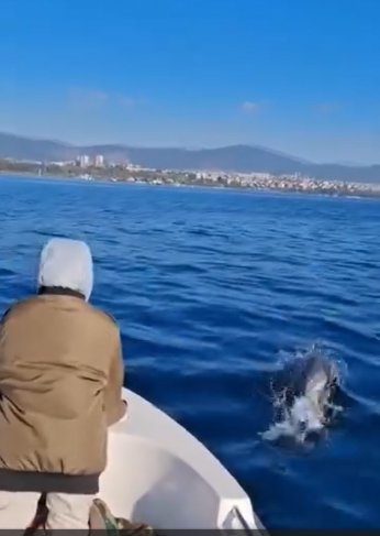 Körfez'de yunuslar dans ediyor 