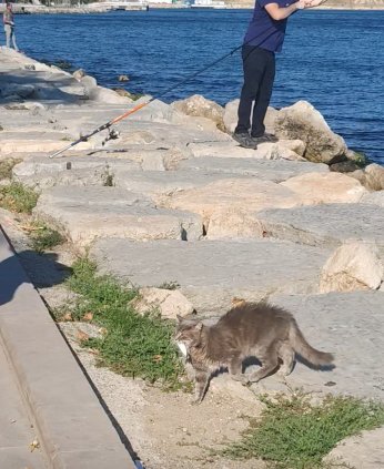 Balıkçı Tuttu, Kedi Kaptı Kaçtı!