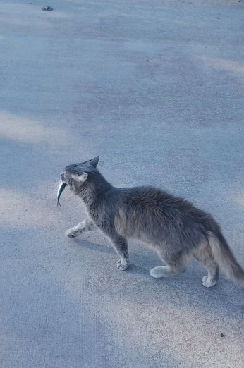 Balıkçı Tuttu, Kedi Kaptı Kaçtı!