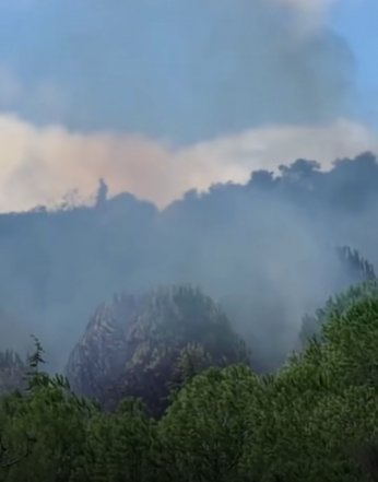 Gebze'de Orman Yangını!