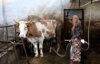 Hibe desteği; üreticinin yüzünü güldürüyor