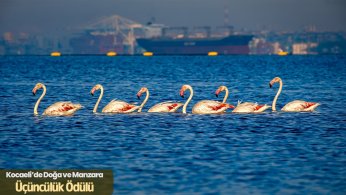 Kocaeli'yi en iyi anlatan fotoğraflar ödüllendirildi 