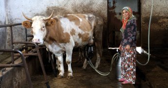 Hibe desteği; üreticinin yüzünü güldürüyor
