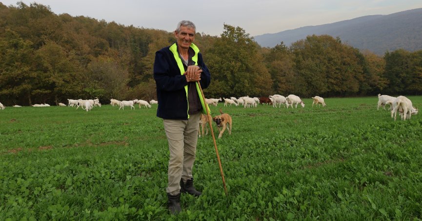 Süt otu tohumu üreticiyi sevindirdi