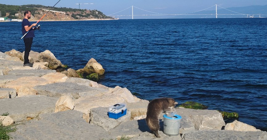 Balıkçı Tuttu, Kedi Kaptı Kaçtı!